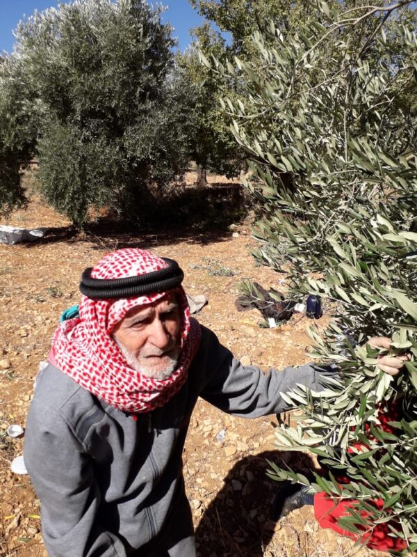 ⁦زيتون بلدي - Olive⁩ - الصورة ⁦4⁩