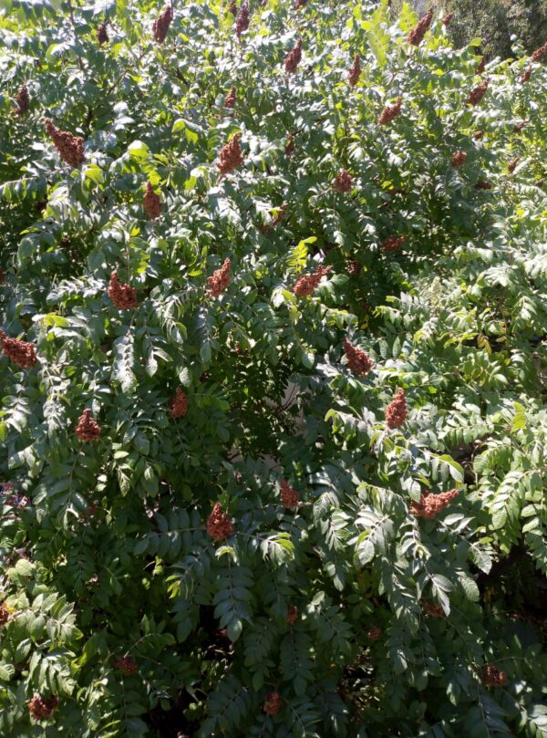 ⁦سماق حب - Sumac seeds⁩ - الصورة ⁦3⁩